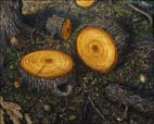 Artwork by Chester Arnold on display at Catharine Clark Gallery in San Francisco through July 3rd