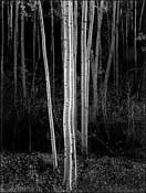 Photography by Ansel Adams available from Andrew Smith Gallery in Santa Fe