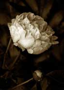 Photogravure by Mark Nelson in group exhibition at Gallery 291 in San Francisco through August 30th
