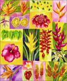 Prints by Sage Cox available from Lahaina Printsellers in Lahaina, HI