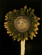 Artwork by Chuck Close available from Adamson Gallery in Washington, DC