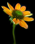 Photograph by Michael Filonow