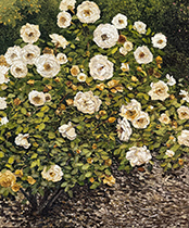Emily Persson painting available at Grenning Gallery in Sag Harbor New York May 2026