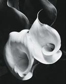 Photographs by Imogen Cunningham available from Photography West Gallery in Carmel, CA