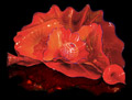 Glass by Dale Chihuly available from Pismo Fine Art Glass in Aspen, Colorado