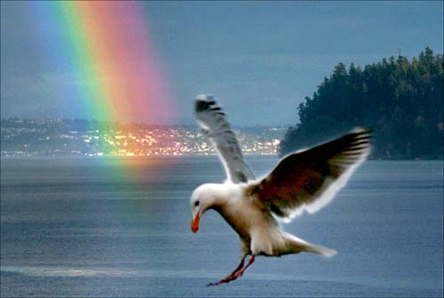 Tacoma Postcard, by Duncan James Livingston - PT. DEFIANCE & SEAGULL