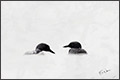 Ed Williams photographer living in New York state