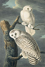 Artwork by John James Audubon available at Joel Oppenheimer in Chicago, 081821