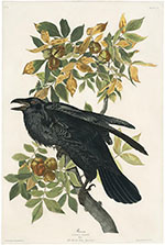 Artwork by John James Audubon available from Joel Oppenheimer in Chicago, 010122