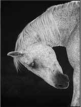 Black and white horse photograph by Anja Niemi on exhibition at Galerie XII Los Angeles located in Santa Monica, September 10 - November 25, 2022, 103122