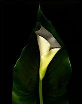 Photograph of Calla Lilly by David Mccrae, title, Zantedeschia aethiopiea, available from Zatista.com, 011023