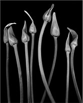 Photograph by David Mccrae, title, Garlic Scapes from Frank's Quality Produce, available from Zatista.com, 010923
