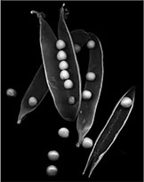 Photograph by David Mccrae, title, English Peas from Frank's Quality Produce, available from Zatista.com, 011623