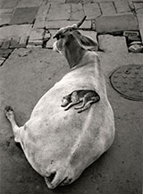 Photograph by Pentti Sammallahti on exhibition at Nailya Alexander Gallery in New York, January 2023, 111922