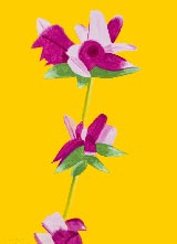 Azaleas on Yellow, Flower print by Alex Katz on exhibition at McClain Gallery in Houston, TX, May 20 - July 29, 2023, 060223