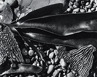 Photograph of Kelp by Brett Weston on exhibition at San Jose Museum of Art, in San Jose, CA, December 17 - April 2, 2023, through January 22 2023, 010823