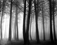 Black and white photograph of trees in fog by Don Worth on exhibition at Petter Fetterman Gallery in Santa Monica, CA, January 13 - April 1, 2023, 012723