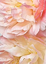 Artwork by Lynn Savarese on exhibition at The White Room Gallery in Bridgehampton, NY, January 21 - March 19, 2023, 020323