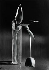 Melancholic Tulip, 1939, Black and white photograph by Andre Kertesz on exhibition at Petter Fetterman Gallery in Santa Monica, CA, June 17 - October 7, 2023, 071123