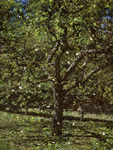 Color photograph by Abelardo Morell on exhibition at Edwynn Houk Gallery in New York, October 19 - December 9, 2023, 103123