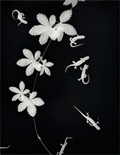 Black and white photogram by Zana Briski on exhibition at Robert Koch Gallery in San Francisco, October 26 - December 23, 2023, 110123
