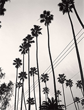Black and white Palm Trees photograph by Paul Jasmin on exhibition at Fahey Klein Gallery in Los Angeles, CA, July 10 - Sept 13, 2025, 080925