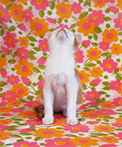 Color Kitten photograph by Arne Svenson on exhibition at Robert Klein Gallery in Boston, MA, December 6 - January 31, 2026, 111525