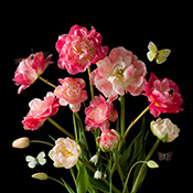 Color Floral photograph by Paulette Tavormina on exhibition at Winston Wachter Fine Art in New York, October 30 - December 20, 2025, 110725