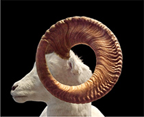 Photograph by Todd Murphy on exhibition at Johnson Lowe Gallery in Atlanta, GA, Sept 26 - November 29, 2025, 111425