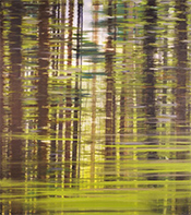 Fred Holcomb landscape painting in Fast Forest exhibition at Harris Harvey Gallery in Seattle Washington March 5 to 28 2026, 022526