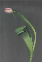 Taimaz Ashtari ai generated tulip photograph on exhibition in Syntax of Sorrow at Colonna Contemporary in Wayne PA January 16 to February 7 2026 012326