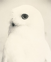 Yamamoto Masao photograph in Ten Owls at Yancey Richardson gallery in Chelsea New York April 16 to May 22 2026